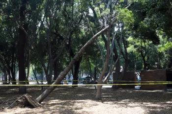 Invertirá Ayuntamiento de Puebla 1.5 millones de pesos en programa para salvar 3 mil árboles