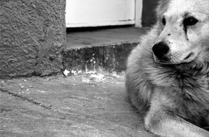 Se practica la zoofilia y necrofilia en Tehuacán