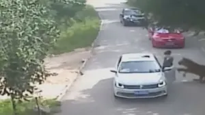VIDEO: Tigre mata a mujer durante un recorrido de safari