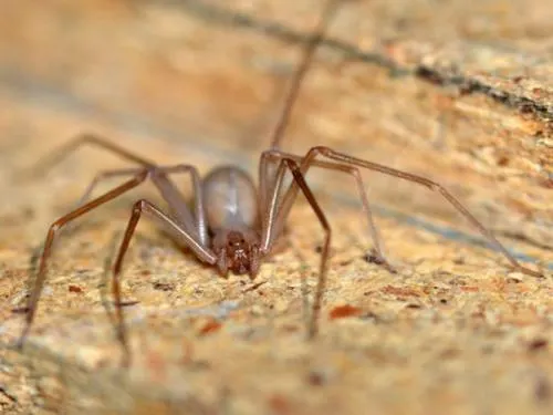 Muere bebé por mordedura de araña violinista