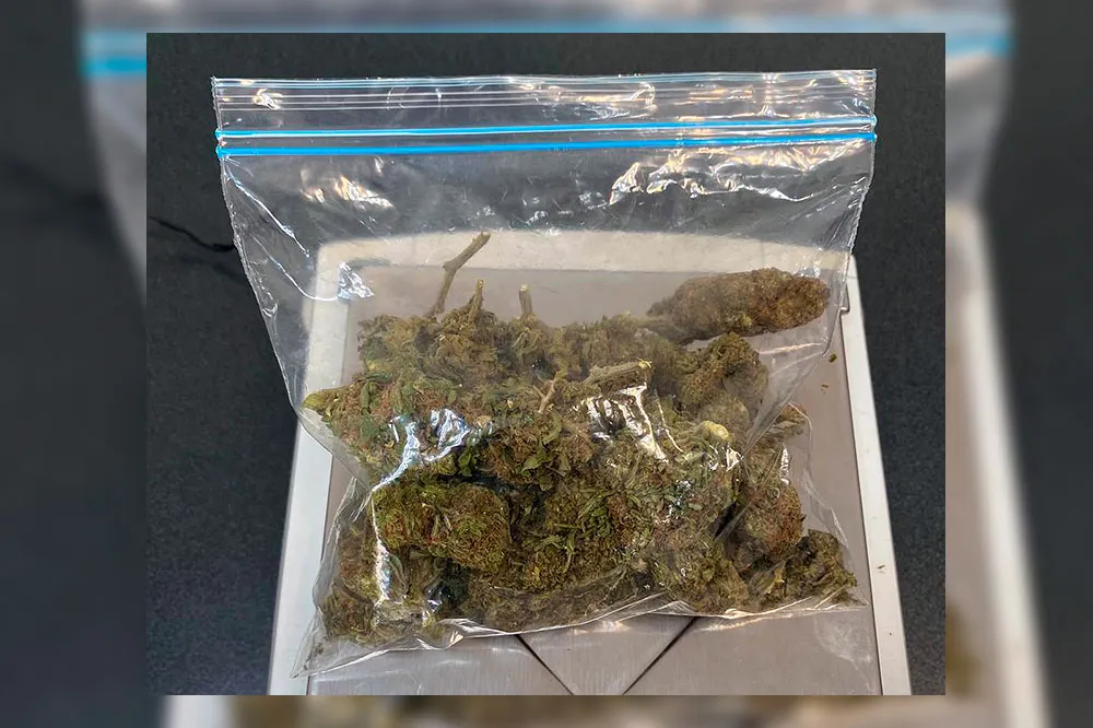 Evidencia Marihuana