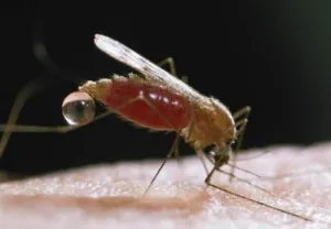 Detectan cinco casos de Virus del Nilo en California