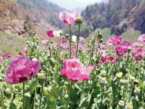 “Ya no es negocio producir amapola”; cayó su precio, dicen campesinos