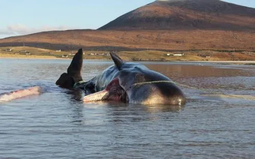 Encuentran ballena con 100 kg de basura en el estómago