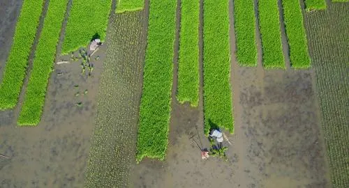 Científicos descubren una manera novedosa de alimentar a 200 millones de personas