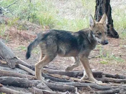 Nace la camada número 10 y 11 de Lobo Mexicano en libertad