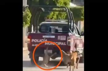 Fiscalía de Puebla investiga caso de perro arrastrado por patrulla en Xochiltepec; esperan dictamen pericial