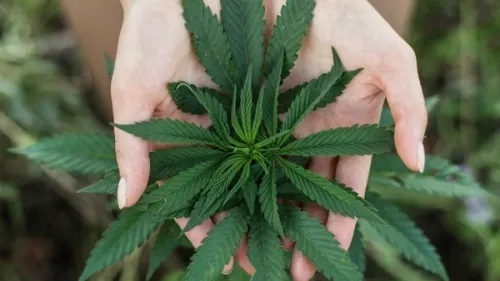Este fue lo que realmente se aprobó para la regularización de la marihuana