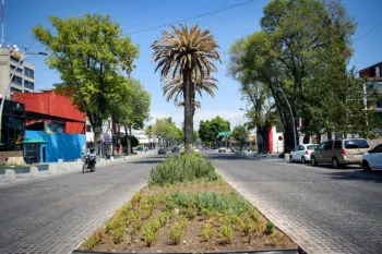 Comuna plantará 10 mil árboles para reforestar vialidades de la capital de poblana