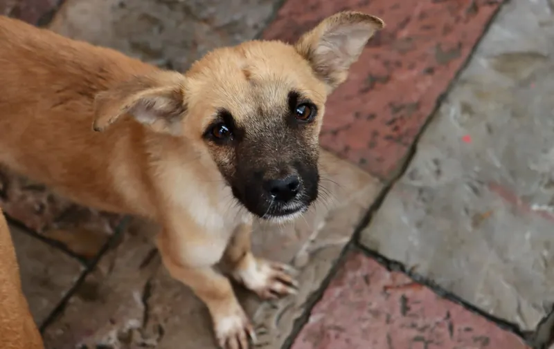 Ariadna Ayala impulsa adopciones responsables, beneficiando a 202 lomitos en Atlixco 