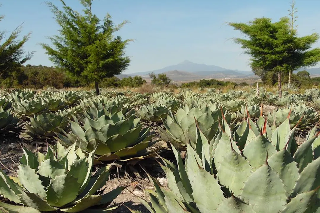 Buap Produccion Agave Mezcalero