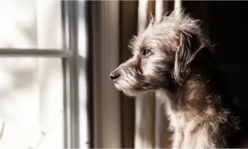 Perros de raza única: La importancia de fomentar la adopción y los cuidados a los caninos