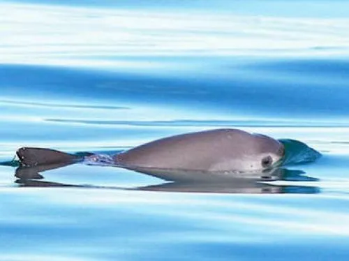 DiCaprio agradece veda para proteger a la vaquita marina