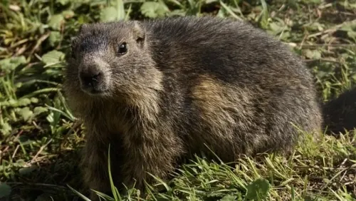 Ordenan cuarentena por brote de peste negra en Mongolia