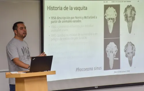 Analizan en la UDLAP el estado actual de la vaquita marina