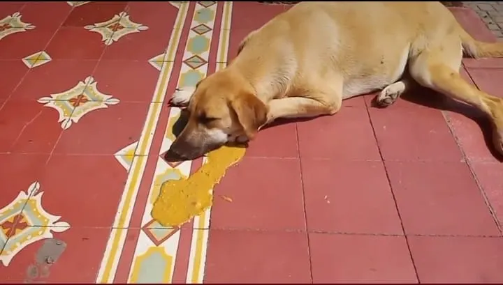 perros sedados Tehuacán
