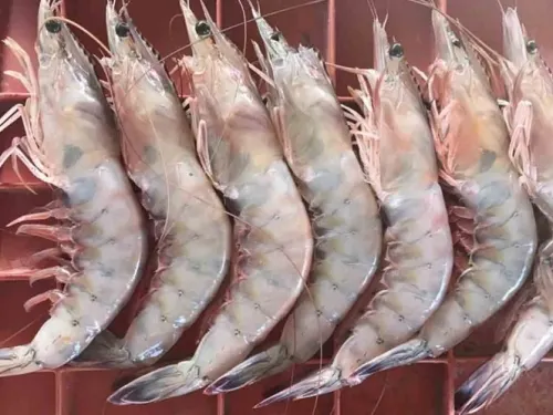 Pesca de camarón en riesgo de colapso por falta de apoyos