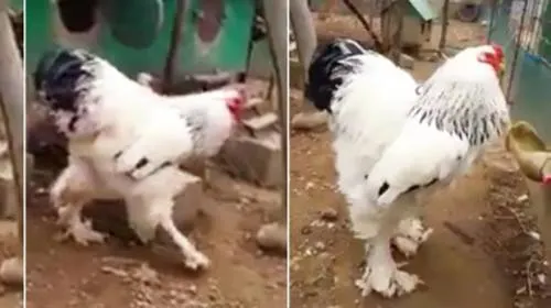 Video del gallo más grande del mundo se viraliza