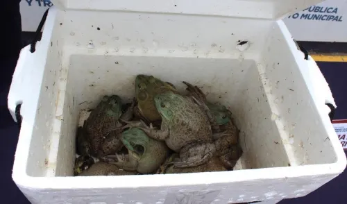 Rescató Unidad Canina de Puebla 10 ejemplares anfibios