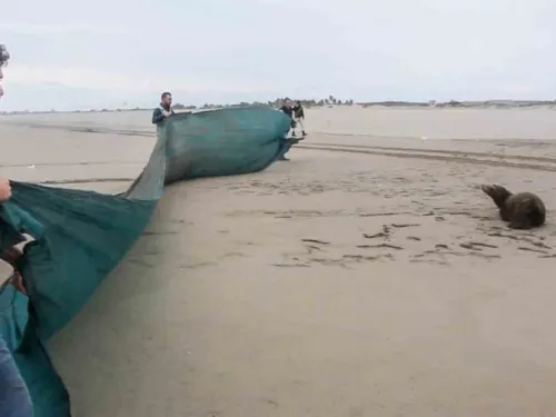 Rescatan dos lobos marinos heridos en playas de Sinaloa