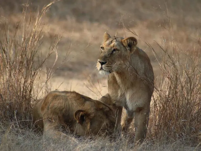 Muere leona por covid en zoológico de la India