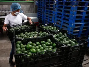 Niega Sagarpa bloqueo de EU para aguacate y fresa