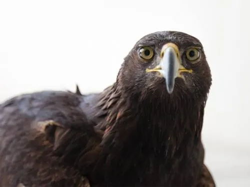 Video: Águila Real regresa a su hábitat en la Sierra de Pajaritos