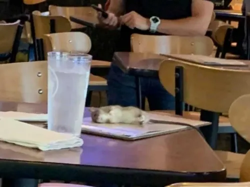 Rata enorme cae del techo a mesa de clientes en restaurante de alitas