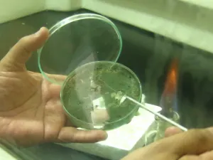 Construirán laboratorio para cultivo de insectos contra plagas en Izúcar de Matamoros