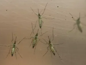 CDMX, libre de riesgos por casos de zika: Secretaría de Salud
