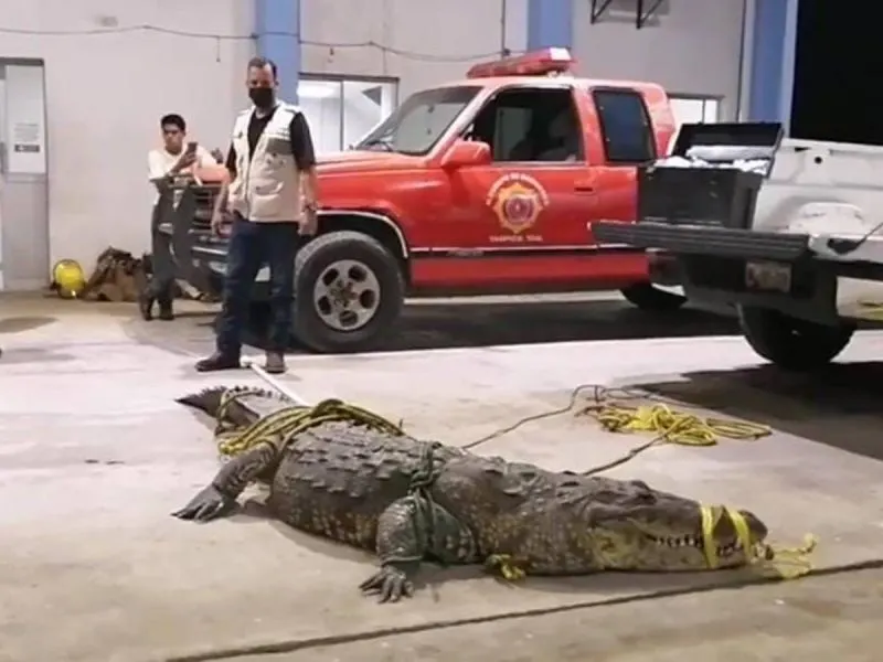 Cocodrilo asesina a una mujer indigente