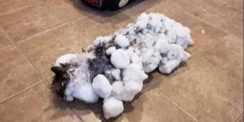 Sorprendente: Gato completamente congelado “revive” luego de ser rescatado