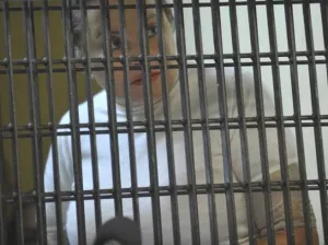Elba Esther gastaba hasta 15 mdp mensuales