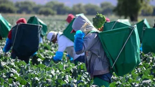 Aumento al salario mínimo a 14 dólares en Canadá afectará a jornaleros mexicanos