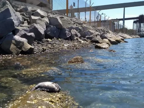 Grupo México descarta daños por derrame de ácido sulfúrico al mar