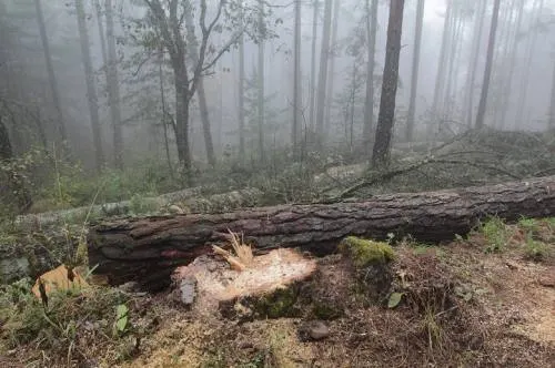 Aumenta tala clandestina de árboles; productores implementan operativos