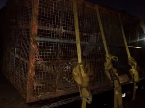 FGR asegura una leona y 2 tigres de bengala en Sonora