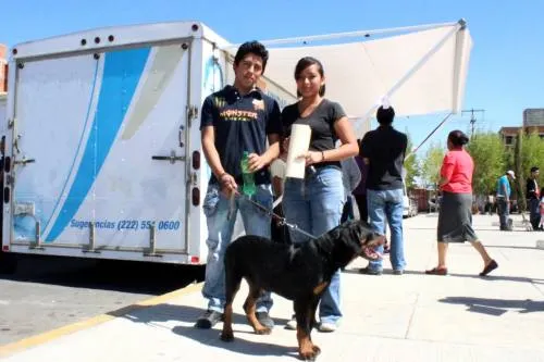 Realizará SSEP macrojornadas de esterilización canina y felina en Atlixco
