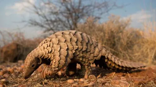 12 animales raros que están a punto de extinguirse