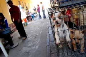 En letra muerta quedó la Ley de Maltrato Animal