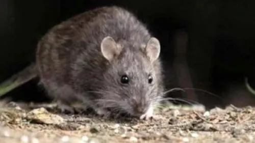 Hantavirus, el nuevo virus que tiene en vilo a China