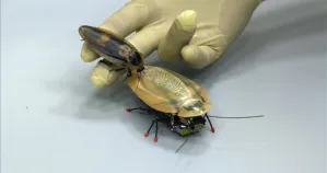 Una cucaracha robot, invento destinado a hallar vida humana tras terremotos