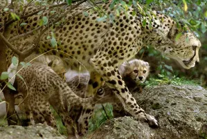 El guepardo va que vuela a su extinción; quedan 7 mil ejemplares