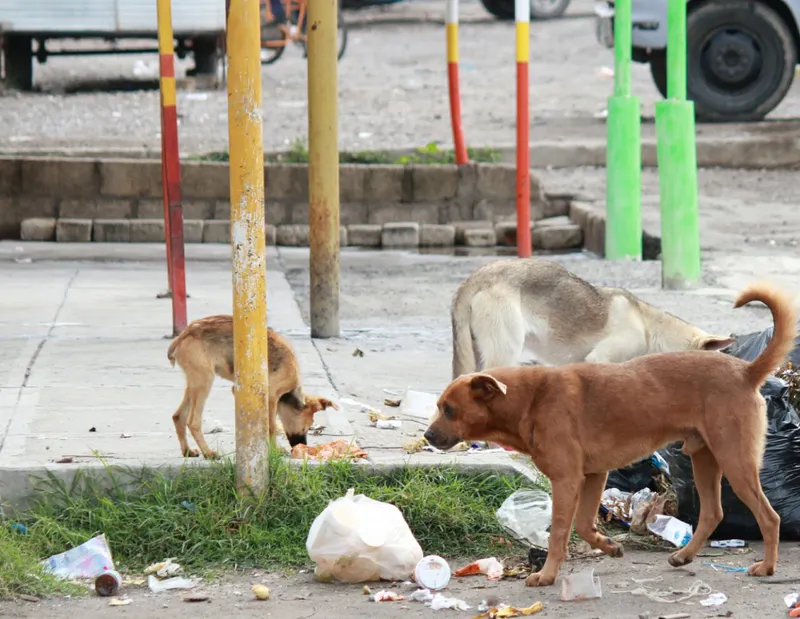 Día Internacional del Perro Callejero