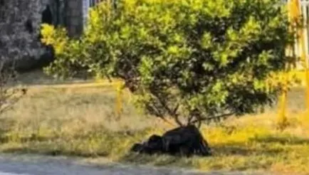 Cuerpo embolsado en Cuautlancingo