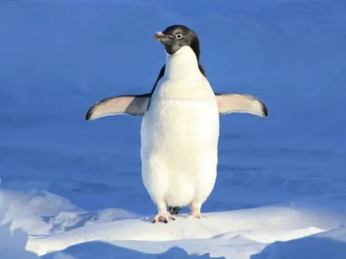 Hallan restos de piel fosilizada de pingüino; tiene 43 millones de años
