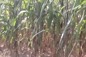 Fríos no han afectado al campo: SDRSOT