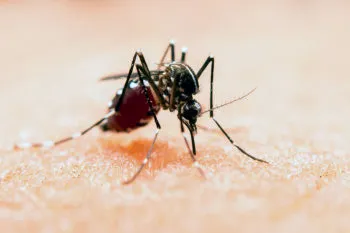 En las últimas 24 horas, no hubo contagios ni defunciones por dengue en Puebla: Salud
