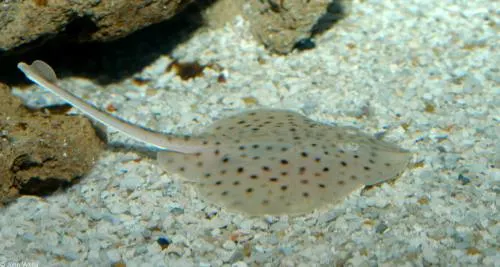 El primer pez que evolucionó para caminar nunca abandonó el océano