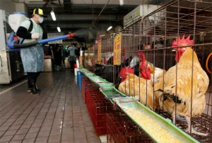 Curan en China a la primera persona con el virus H7N9